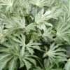 Spider's Web Fatsia - Japanese Aralia Paper Plant - 2 Gallon Pot -Stylish Garden Plant Store Fatsia Spiders Web 500x750 1