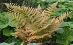 Autumn Fern - Dryopteris Erythrosora - 6 Pack Of 1 Gallon Pots -Stylish Garden Plant Store Fern Autumn 1