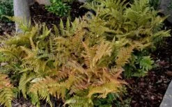 Autumn Fern (Dryopteris Erythrosora) - 3 Gallon -Stylish Garden Plant Store Fern Autumn 2 2
