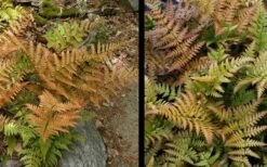 Autumn Fern (Dryopteris Erythrosora) - 3 Gallon -Stylish Garden Plant Store Fern Autumn 4 2