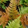 Autumn Fern - Dryopteris Erythrosora - 6 Pack Of 1 Gallon Pots -Stylish Garden Plant Store Fern Autumn 500x750 1