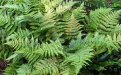 Autumn Fern - Dryopteris Erythrosora - 1 Gallon Pot -Stylish Garden Plant Store Fern Autumn Summer 1