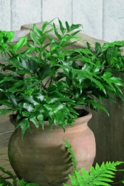 Japanese Holly Fern - Cyrtomium Falcatum 'Rochfordianum' - 2.5 Quart Pot -Stylish Garden Plant Store Fern Japanese Holly 8