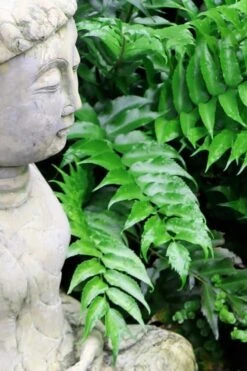 Japanese Holly Fern - Cyrtomium Falcatum 'Rochfordianum' - 2.5 Quart Pot -Stylish Garden Plant Store Fern Japanese Holly 9