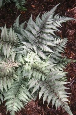 Japanese Painted Fern - 6 Pack Of 1 Gallon Pots -Stylish Garden Plant Store Fern Japanese Painted 15 3