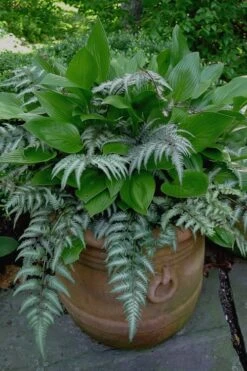 Japanese Painted Fern - 5 Pack Of Quart Pots -Stylish Garden Plant Store Fern Japanese Painted 19