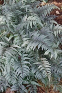 Japanese Painted Fern - 6 Pack Of 1 Gallon Pots -Stylish Garden Plant Store Fern Japanese Painted 500x750 4