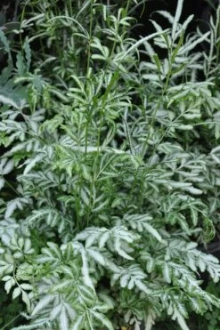 Silver Lace Fern - 5 Pack Of Quart Pots 11 Silver Lace Fern - 5 Pack Of Quart Pots -Stylish Garden Plant Store Fern Silver Lace 5