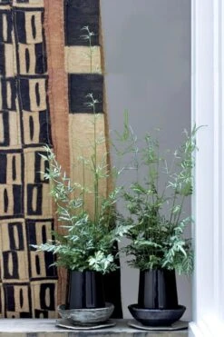 Silver Lace Fern - 5 Pack Of Quart Pots 12 Silver Lace Fern - 5 Pack Of Quart Pots -Stylish Garden Plant Store Fern Silver Lace 6