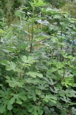 Black Mission Fig Tree - 6 Pack Of 1 Gallon Pots -Stylish Garden Plant Store Fig Black Mission 5