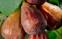 Brown Turkey Fig Tree - 6 Pack Of 1 Gallon Pots -Stylish Garden Plant Store Fig Brown Turkey 20