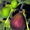 Brown Turkey Fig Tree - 3 Gallon Pot -Stylish Garden Plant Store Fig Brown Turkey BS 3