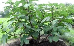 Chicago Cold Hardy Fig Tree - 2 Gallon Pot -Stylish Garden Plant Store Fig Chicago Cold Hardy 1 1