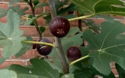 Chicago Cold Hardy Fig Tree - 6 Pack Of 1 Gallon Pots -Stylish Garden Plant Store Fig Chicago Cold Hardy