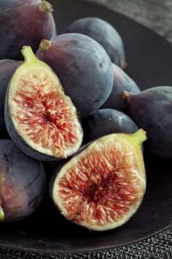 Chicago Cold Hardy Fig Tree - 2 Gallon Pot
