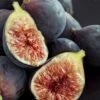 Chicago Cold Hardy Fig Tree - 1 Gallon Pot -Stylish Garden Plant Store Fig Chicago Cold Hardy Rev 2 500x750 3