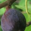 LSU Purple Fig Tree - 1 Gallon Pot -Stylish Garden Plant Store Fig LSU Purple 500x750 2