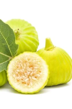 Italian Honey Fig Tree (Ficus Carica 'Lattarula') - 1 Gallon Pot -Stylish Garden Plant Store Fig Lemon Italian Honey 2