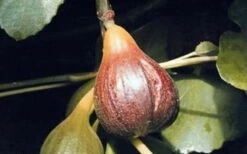 Magnolia Fig Tree - 1 Gallon Pot -Stylish Garden Plant Store Fig Magnolia