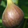 Magnolia Fig Tree - 1 Gallon Pot -Stylish Garden Plant Store Fig Magnolia 500x750 1