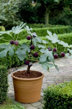 Texas Everbearing Fig Tree - 3 Gallon Pot -Stylish Garden Plant Store Fig Texas Everbearing 13 1