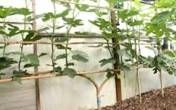 Texas Everbearing Fig Tree - 3 Gallon Pot -Stylish Garden Plant Store Fig Texas Everbearing 6 1