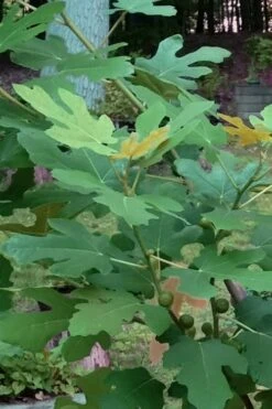 Texas Everbearing Fig Tree - 6 Pack Of 1 Gallon Pots -Stylish Garden Plant Store Fig Texas Everbearing 7