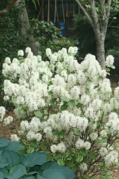 Mount Airy Fothergilla - 1 Gallon Pot -Stylish Garden Plant Store Fothergilla Mount Airy 16