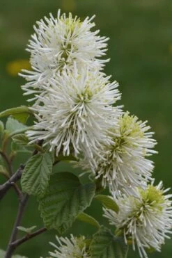 Mount Airy Fothergilla - 1 Gallon Pot -Stylish Garden Plant Store Fothergilla Mount Airy 500x750 1