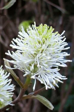 Mount Airy Fothergilla - 1 Gallon Pot -Stylish Garden Plant Store Fothergilla Mount Airy 7