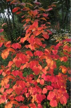 Mount Airy Fothergilla - 1 Gallon Pot -Stylish Garden Plant Store Fothergilla Mount Airy 8