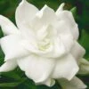 August Beauty Gardenia - 6 Pack Of 1 Gallon Pots -Stylish Garden Plant Store Gardenia August Beauty 5 500x750 3