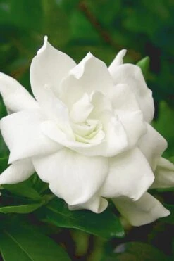 August Beauty Gardenia - 3 Gallon Pot