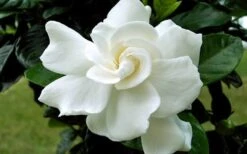 August Beauty Gardenia - 2.5 Quart Pot -Stylish Garden Plant Store Gardenia August Beauty Flower Closeup 4