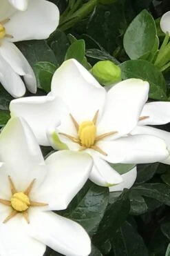 Hardy Fragrant Daisy Gardenia Bush - 6 Pack Of 1 Gallon Pots -Stylish Garden Plant Store Gardenia Daisy 21 1