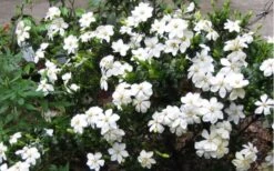 Hardy Fragrant Daisy Gardenia Bush - 6 Pack Of 1 Gallon Pots -Stylish Garden Plant Store Gardenia Daisy Blooms 2 1