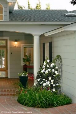 Diamond Spire Gardenia - 3 Gallon Pot -Stylish Garden Plant Store Gardenia Diamond Spire 5 1