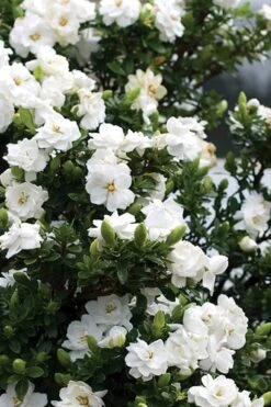 Double Mint Gardenia - 6 Pack Of 1 Gallon Pots -Stylish Garden Plant Store Gardenia Double Mint 2