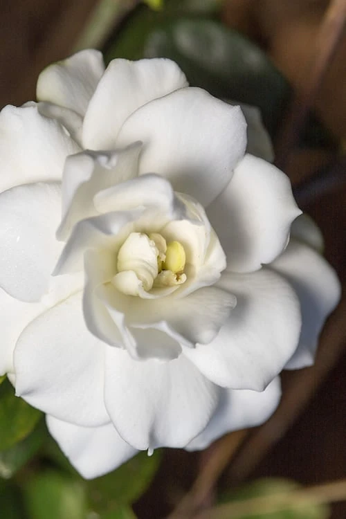 Double Mint Gardenia - 3 Gallon Pot 3 Double Mint Gardenia - 3 Gallon Pot