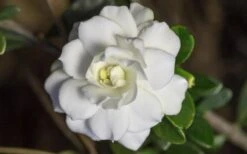 Double Mint Gardenia - 2 Gallon Pot -Stylish Garden Plant Store Gardenia Double Mint 6 3