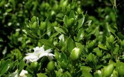 Double Mint Gardenia - 6 Pack Of 1 Gallon Pots -Stylish Garden Plant Store Gardenia Double Mint 7