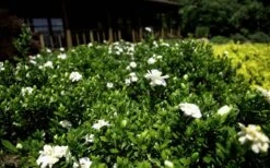 Double Mint Gardenia - 1 Gallon Pot -Stylish Garden Plant Store Gardenia Double Mint 8 2