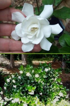 Fall In Love Cold Hardy Gardenia - 1 Gallon Pot -Stylish Garden Plant Store Gardenia Fall In Love BS