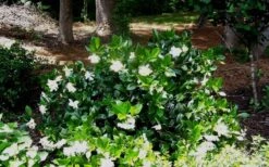 Fall In Love Cold Hardy Gardenia - 1 Gallon Pot -Stylish Garden Plant Store Gardenia Fallin In Love Shrub