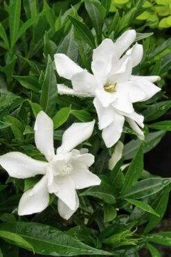 Frost Proof Gardenia - 1 Gallon Pot -Stylish Garden Plant Store Gardenia Frost Proof Rev 500x750 3