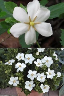 Hardy Fragrant Daisy Gardenia Bush - 3 Gallon Pot 14 Hardy Fragrant Daisy Gardenia Bush - 3 Gallon Pot -Stylish Garden Plant Store Gardenia Hardy Daisy 500x750 3