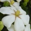 Heaven Scent Gardenia - 6 Pack Of 1 Gallon Pots 2 Heaven Scent Gardenia - 6 Pack Of 1 Gallon Pots -Stylish Garden Plant Store Gardenia Heaven Scent 15