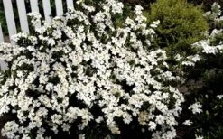 Heaven Scent Gardenia - 2 Gallon Pot -Stylish Garden Plant Store Gardenia Heaven Scent 17 2