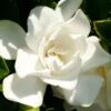 Jubilation Gardenia - 1 Gallon Pot 1 Jubilation Gardenia - 1 Gallon Pot -Stylish Garden Plant Store Gardenia Jubilation BS 4