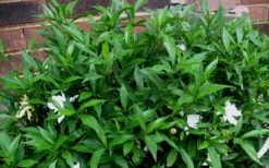 Radicans Creeping Dwarf Gardenia - 6 Pack Of 1 Gallon Pots 16 Radicans Creeping Dwarf Gardenia - 6 Pack Of 1 Gallon Pots -Stylish Garden Plant Store Gardenia Radicans 53
